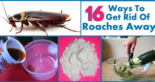 How To Get Rid Of Roaches Permanently 2022